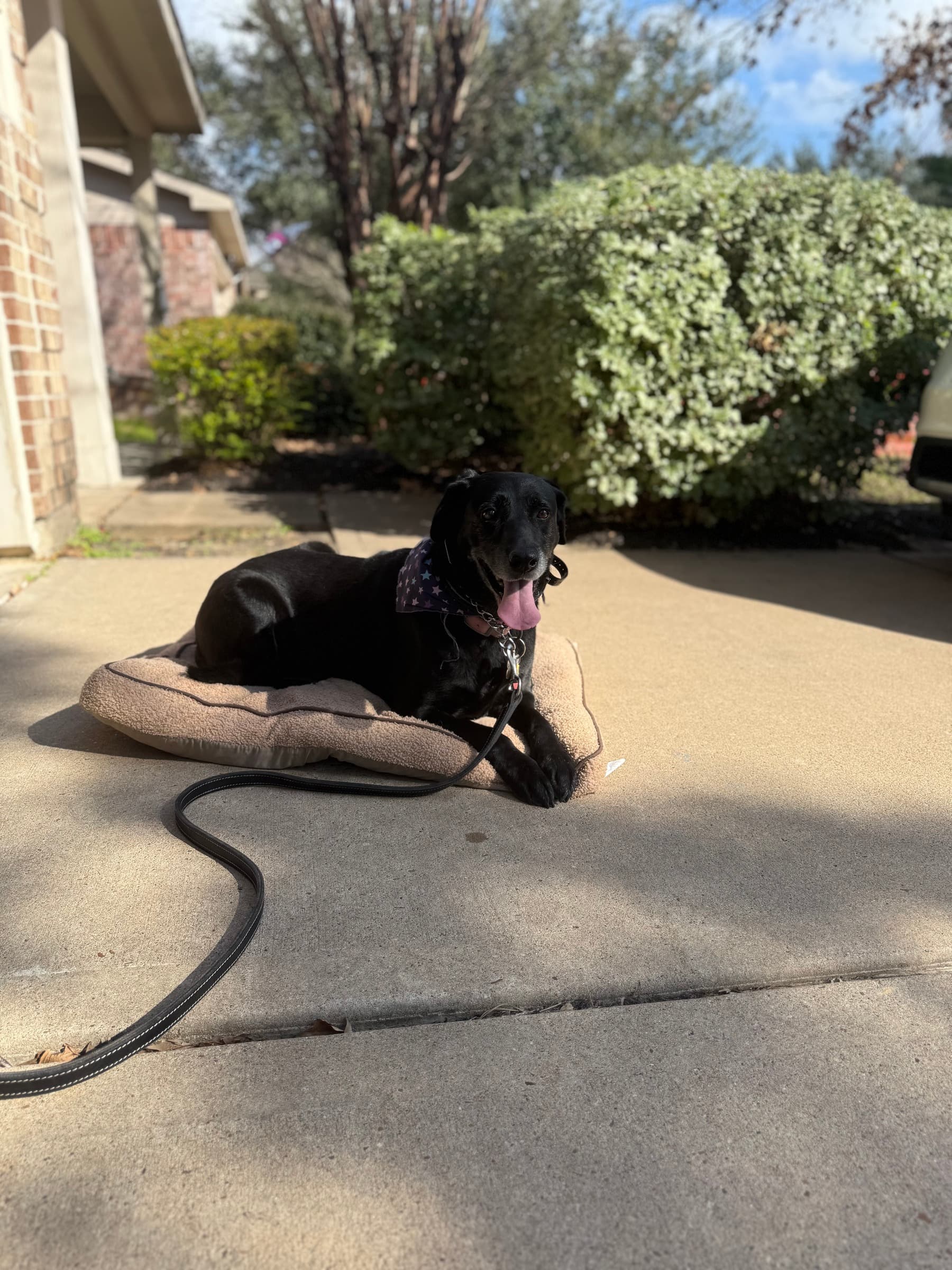 A B & H Dog Training Co. client dog